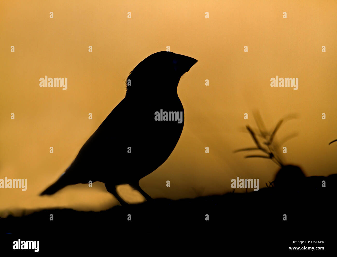 Hawfinch Coccothraustes coccothraustes Foto Stock