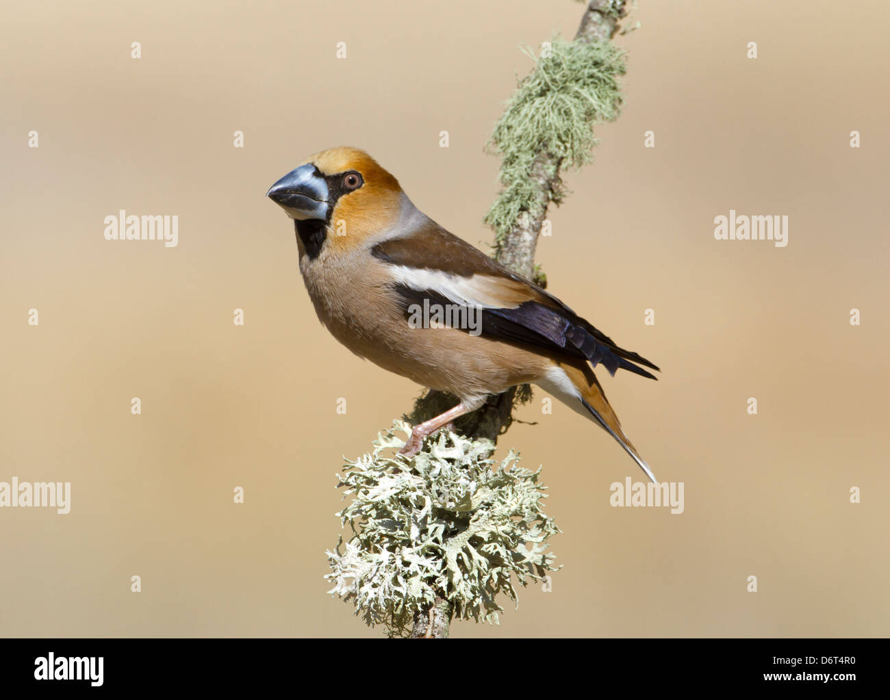 Hawfinch Coccothraustes coccothraustes Foto Stock