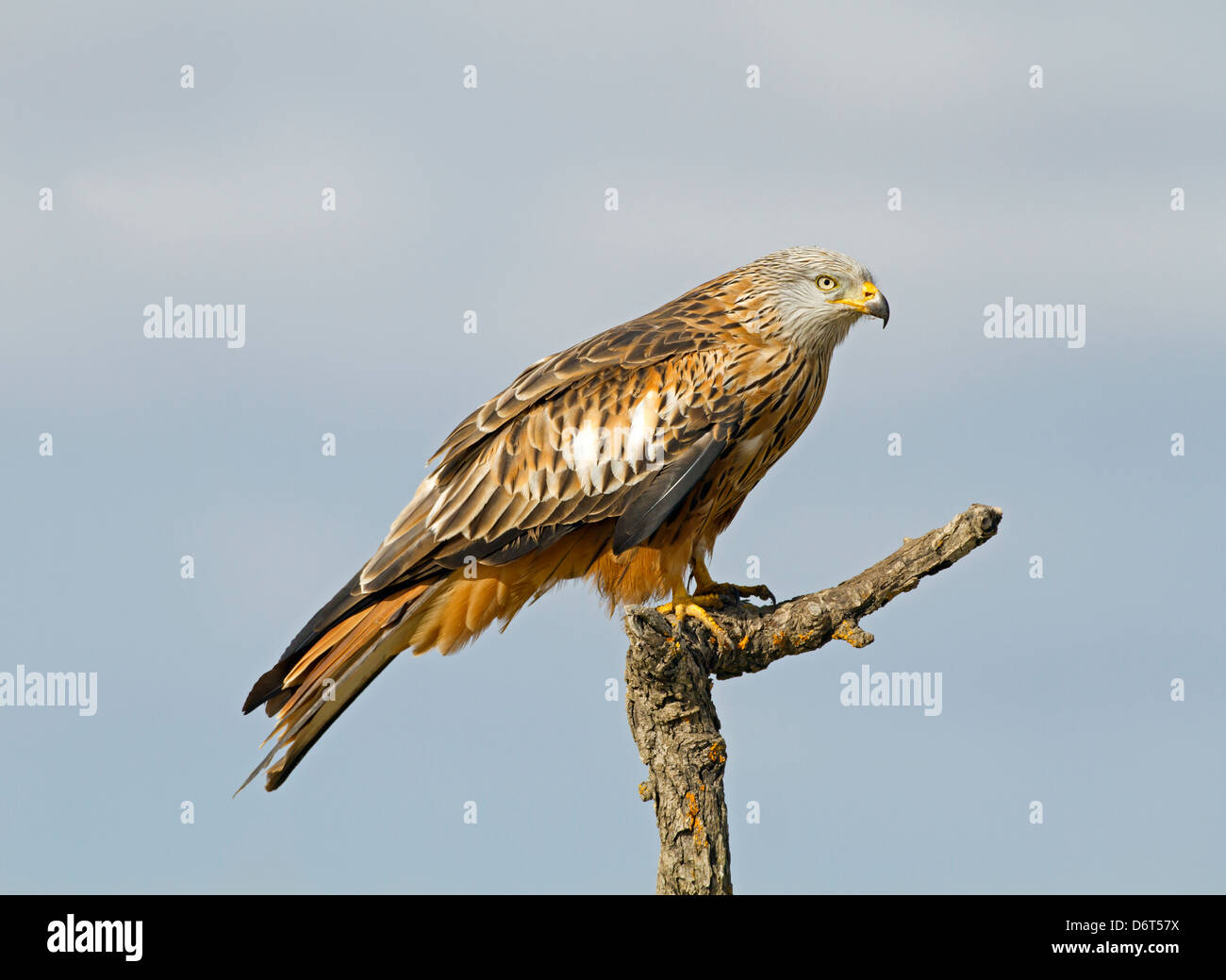 Nibbio reale Milvus milvus Foto Stock