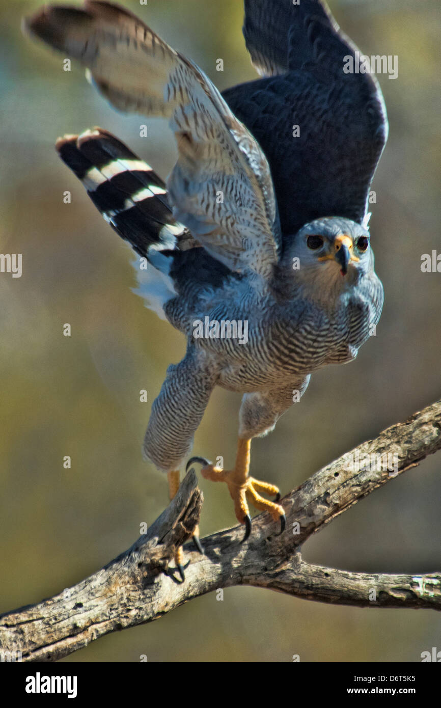 Basso angolo di visione di un falco grigio (Buteo plagiatus) su un ramo di albero, Arizona, Stati Uniti d'America Foto Stock