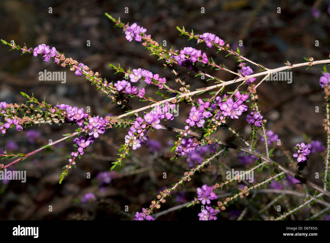 Close-up di Deep Pink Rock Thryptomene fiori- Thryptomene stenophylla - Family Mytraceae Foto Stock