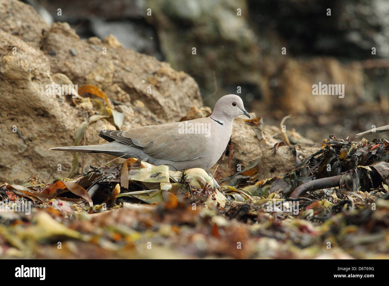 Eurasian Colomba a collare (Streptopelia decaocto) adulto, rovistando in spiaggia, strandline Kimmeridge Bay, Dorset, Inghilterra, Gennaio Foto Stock Eurasian Colomba a collare (Streptopelia decaocto) adulto, rovistando in spiaggia, strandline Kimmeridge Bay, Dorset, Inghilterra, Gennaio Foto Stock