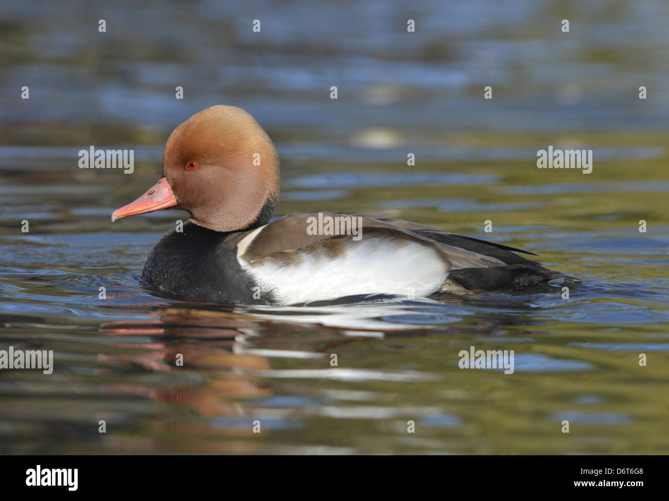 Rosso-crested Pochard Netta rufina Foto Stock