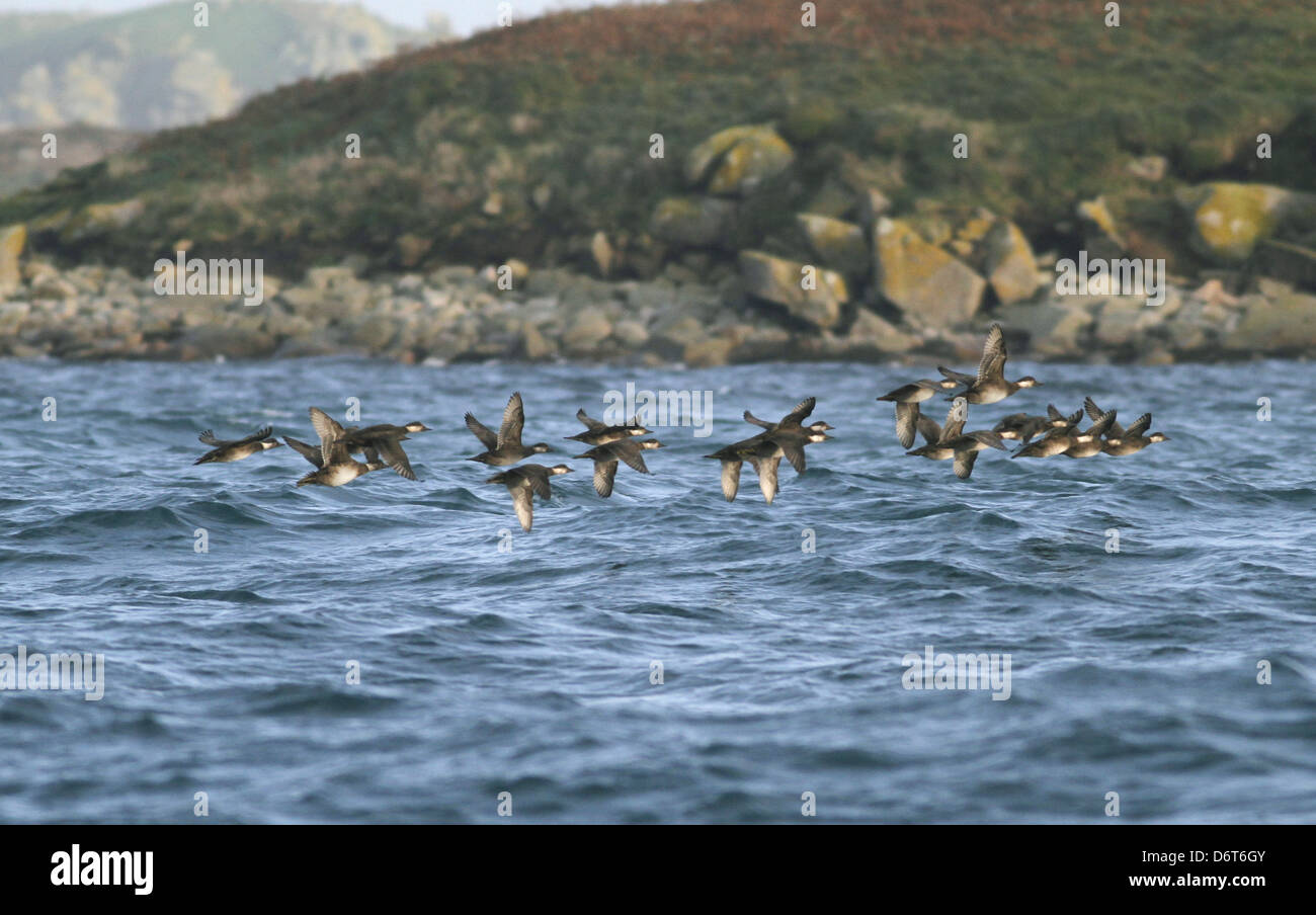 Orchetto comune Melanitta nigra Foto Stock