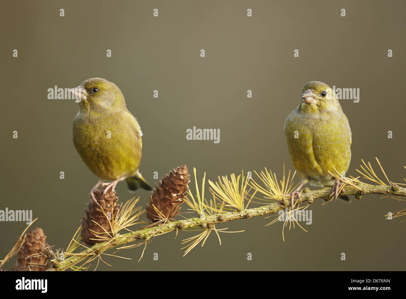 Verdone europeo (Carduelis chloris) due maschi adulti, appollaiato sul larice ramoscello con coni, Shropshire, Inghilterra, Novembre Foto Stock