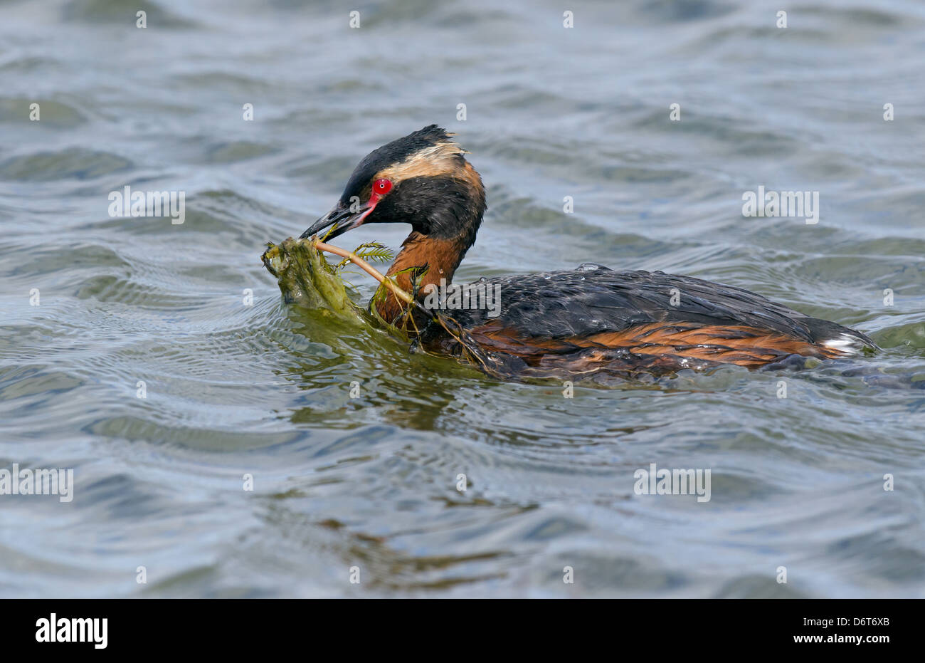 Svasso della Slavonia (Podiceps auritus) adulto, allevamento del piumaggio, nuoto con waterweed nel becco, Islanda, Giugno Foto Stock