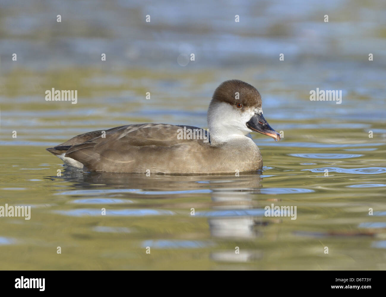 Rosso-crested Pochard Netta rufina Foto Stock