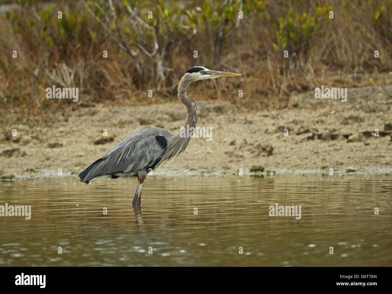 Airone blu Ardea erodiade occidentalis permanente degli adulti in laguna poco profonda penisola di Zapata Matanzas Provincia Cuba Marzo Foto Stock