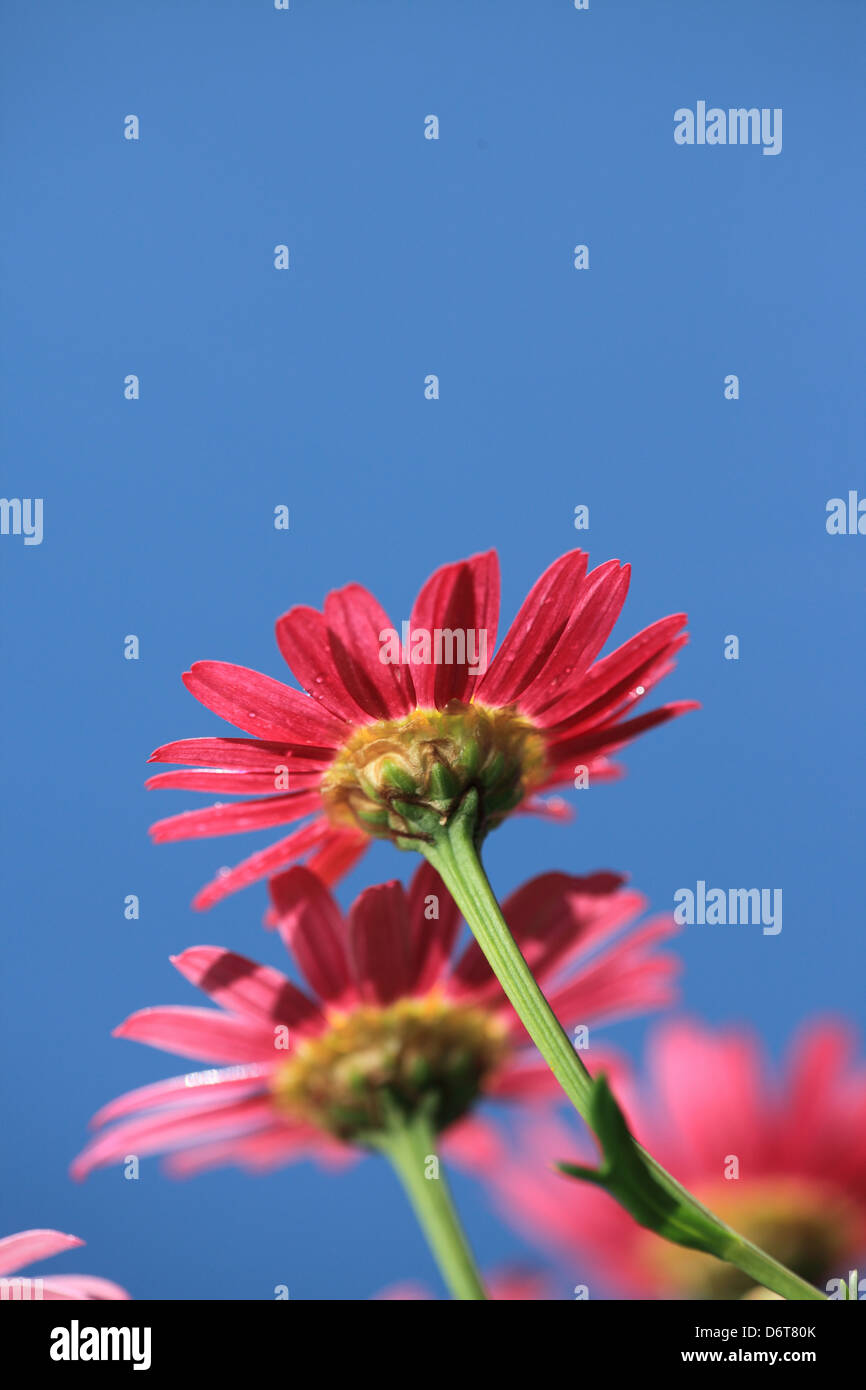 Crisantemo fiori Foto Stock