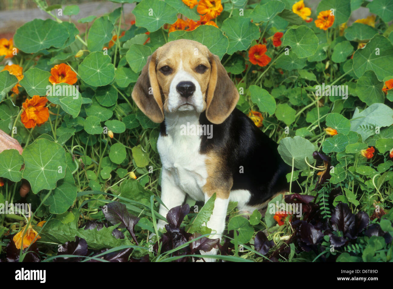 Close-up di un cane beagle seduto in un giardino Foto Stock