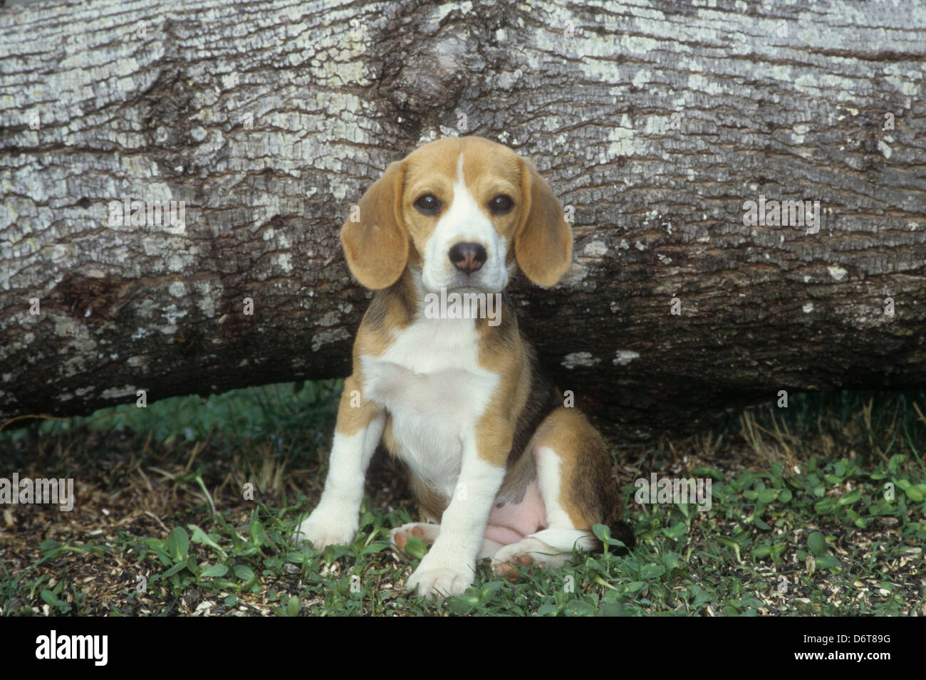 Close-up di un cane beagle seduto in un giardino Foto Stock