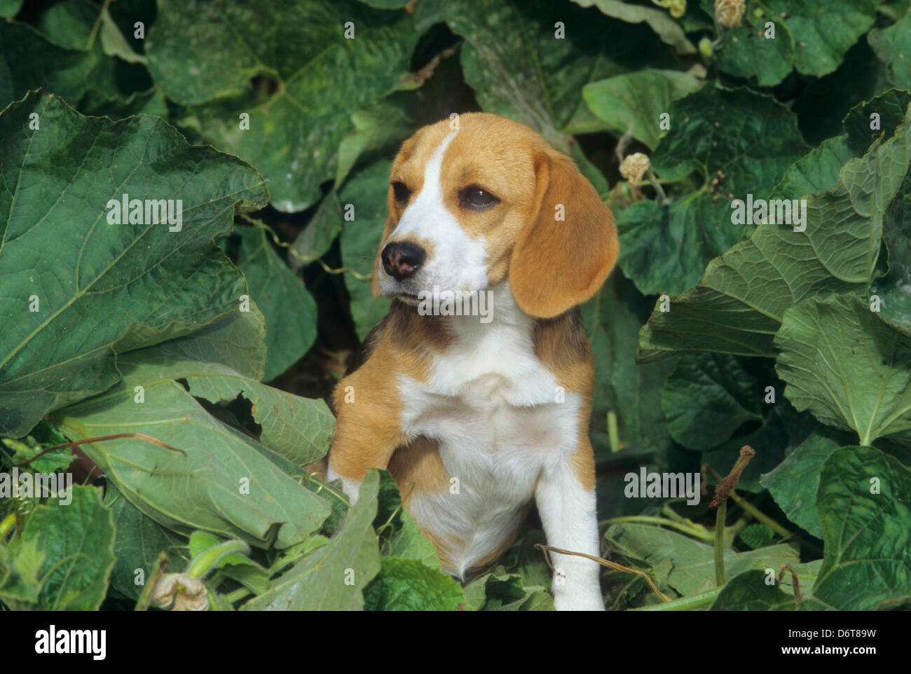 Close-up di un cane beagle in un giardino Foto Stock