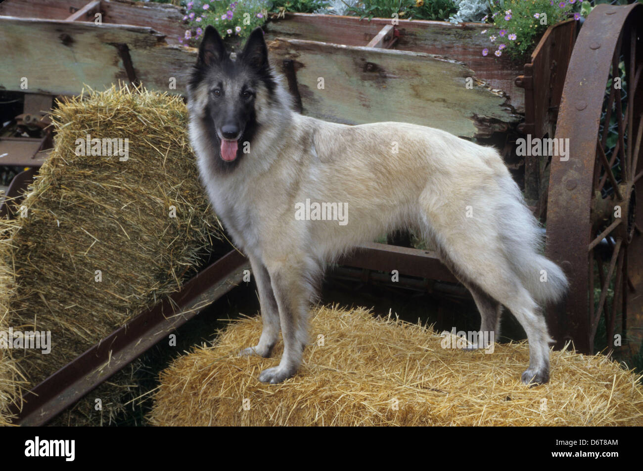 Sheepdog belga in piedi su un pagliaio Foto Stock