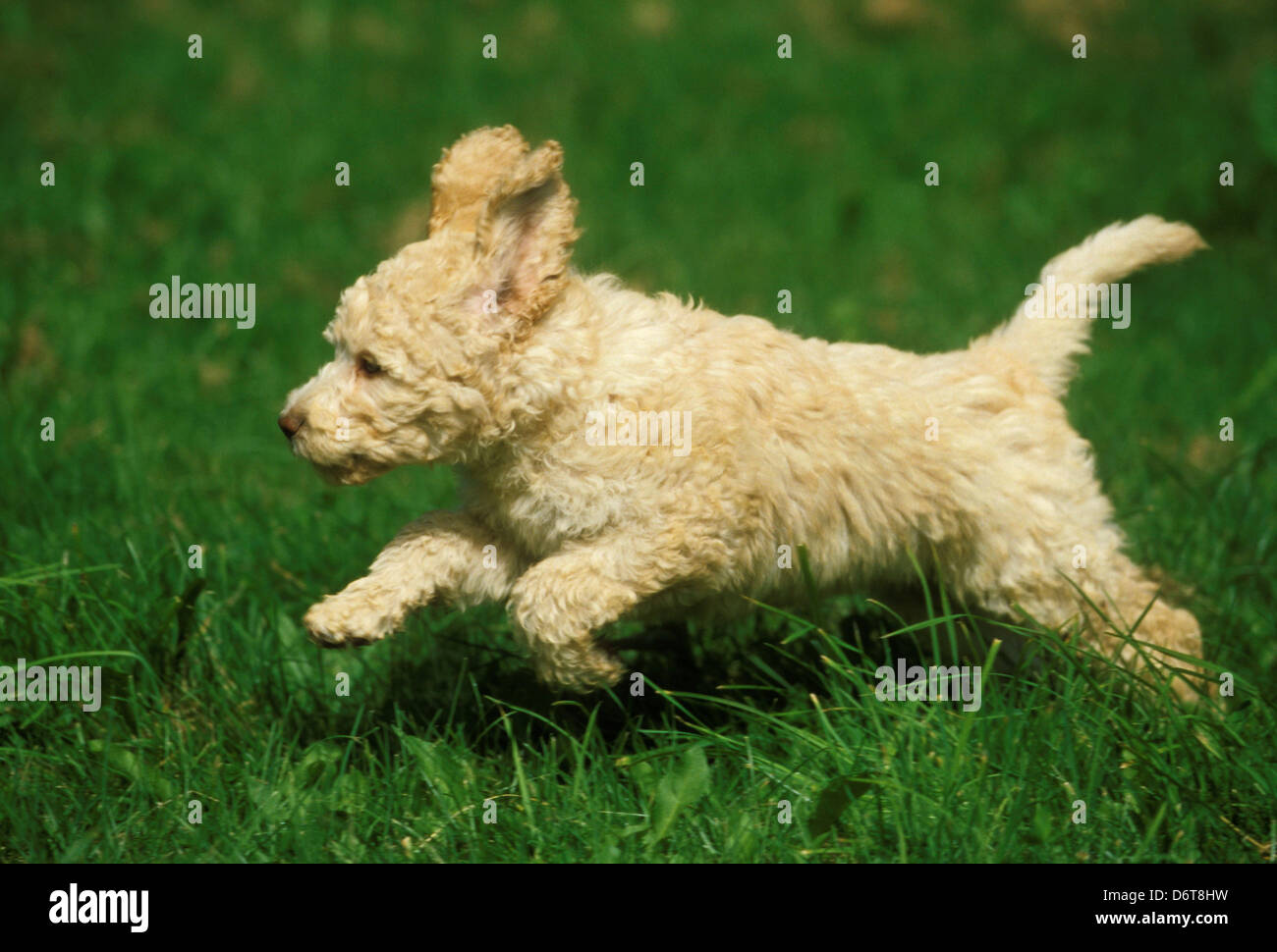 Ritratto di Labradoodle Foto Stock