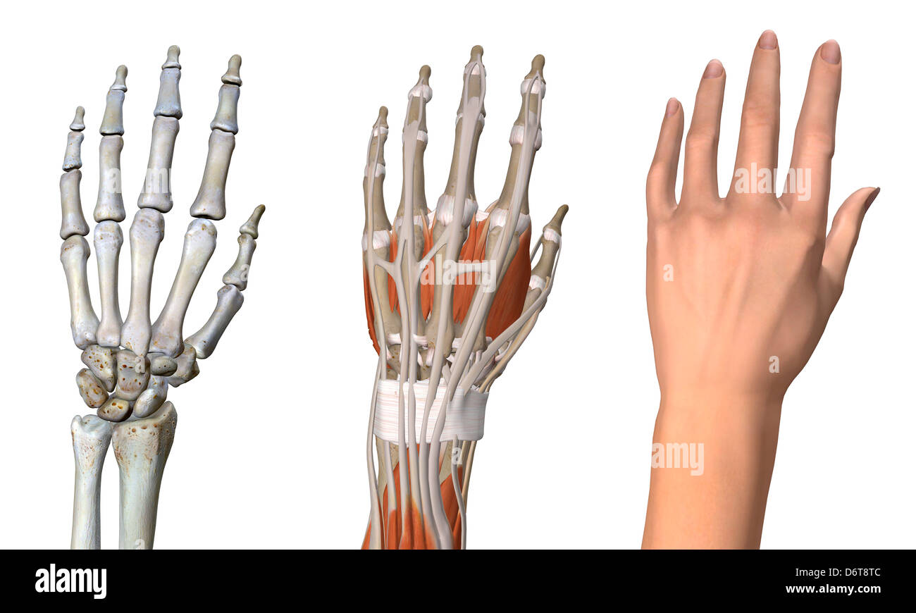 Tre viste mano femminile anatomia muscolare scheletrico pelle vicino anatomia dettagliata completa a colori in 3D'illustrazione su sfondo bianco Foto Stock