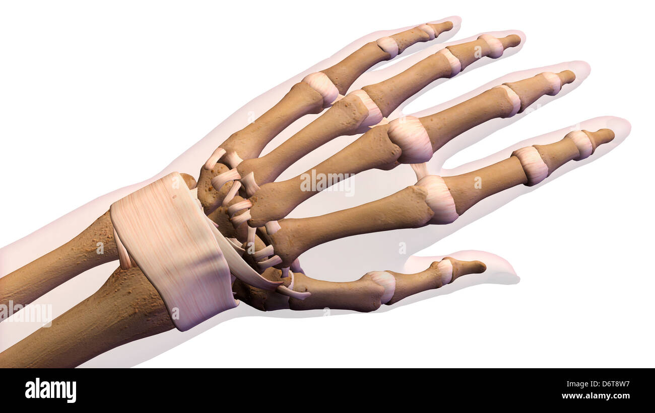 Palm femmina e polso, vista anteriore. Close up, anatomia dettagliata a colori 3D'illustrazione su sfondo bianco Foto Stock