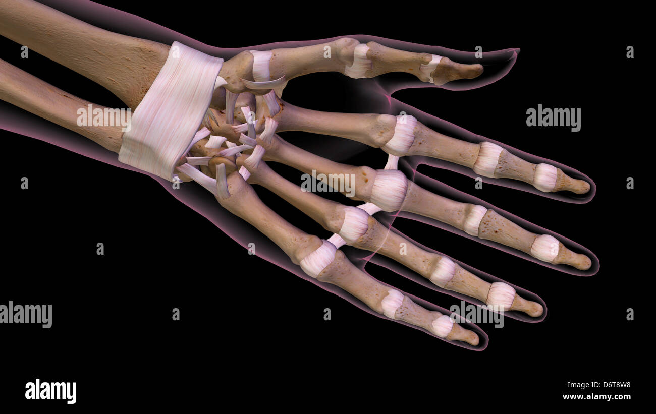 Palm femmina e polso, vista anteriore. Close up, anatomia dettagliata a colori 3D immagine su sfondo nero Foto Stock