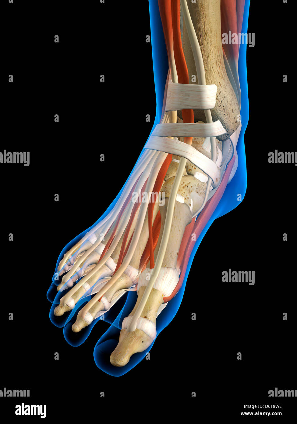 Vista frontale X-Ray femmina piede caviglia ossa muscoli legamenti completa a colori in 3D al computer illustrazione generati su sfondo nero Foto Stock