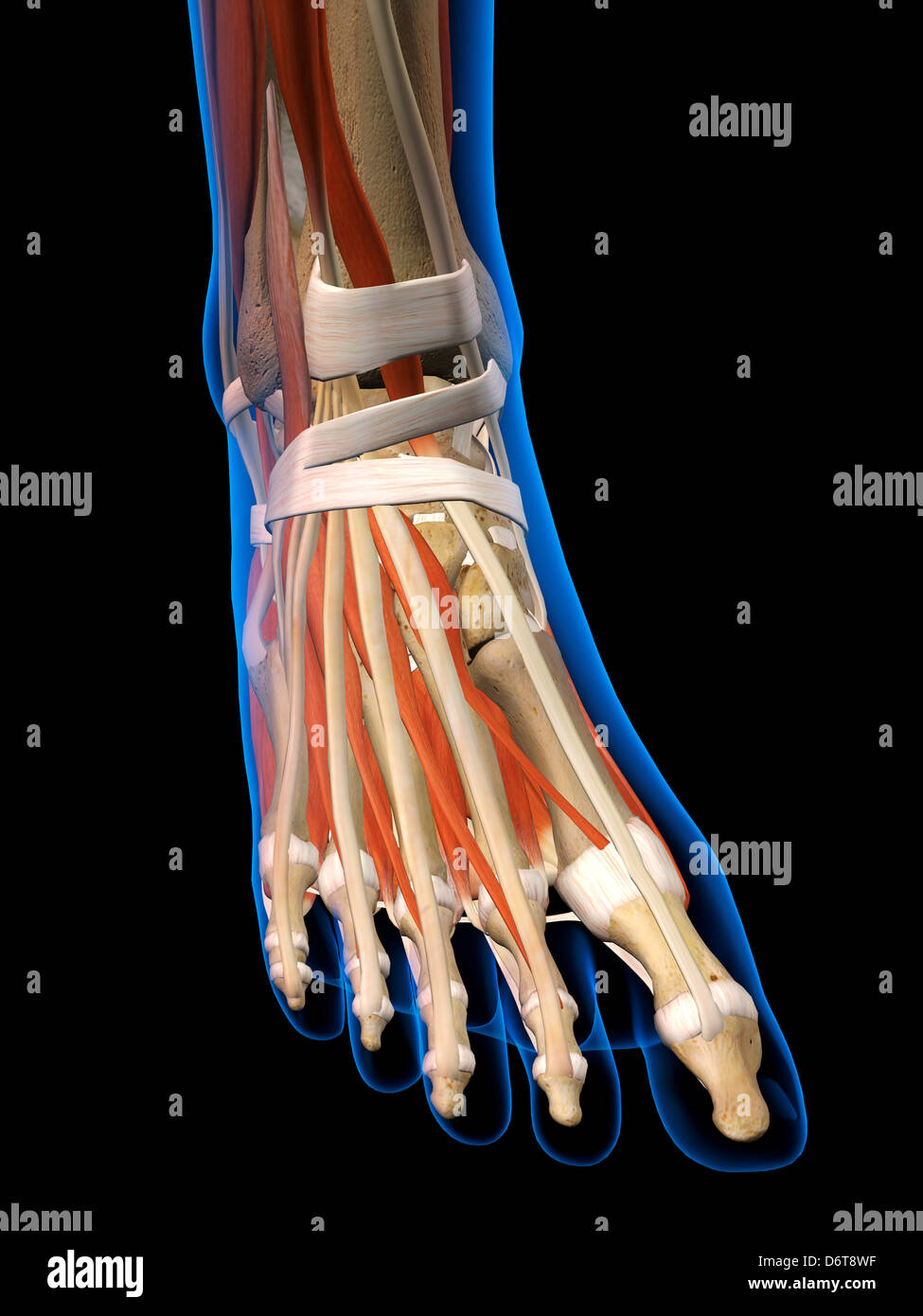 Vista frontale X-Ray femmina piede caviglia ossa muscoli legamenti completa a colori in 3D al computer illustrazione generati su sfondo nero Foto Stock