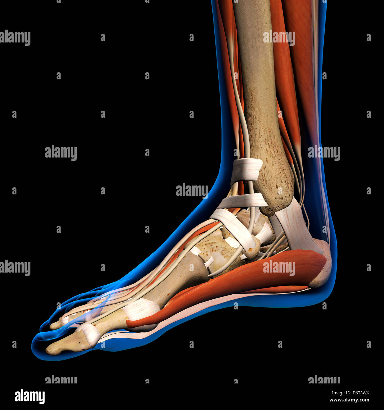 Vista laterale X-Ray femmina piede caviglia ossa muscoli legamenti completa a colori in 3D al computer illustrazione generati su sfondo nero Foto Stock