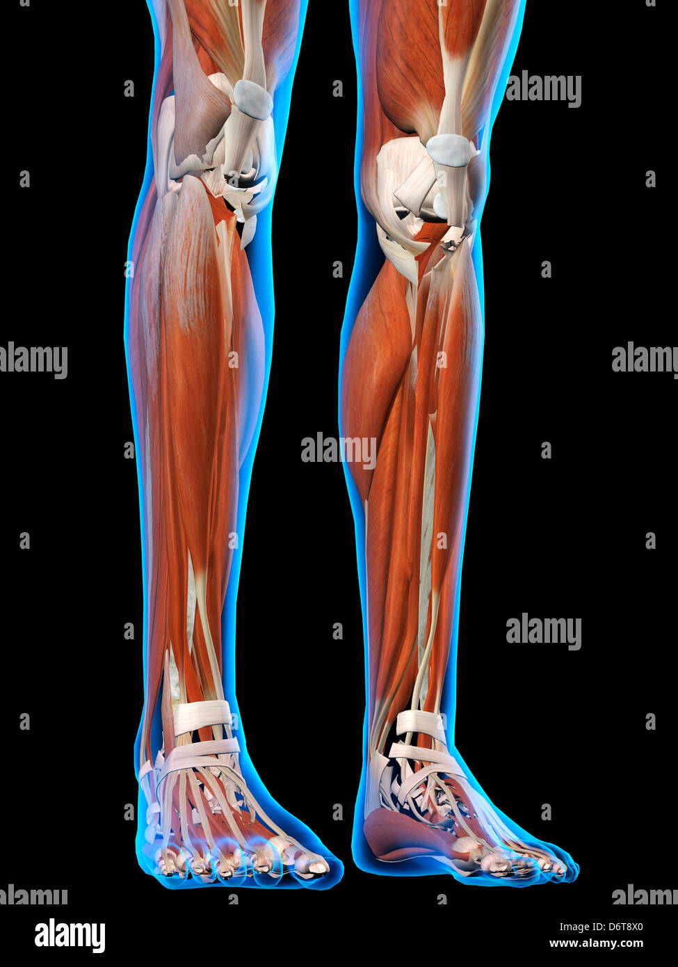 Gambe femmina piedi anatomia dei muscoli in blu X-Ray schema colori in 3D al computer illustrazione generati su sfondo nero Foto Stock