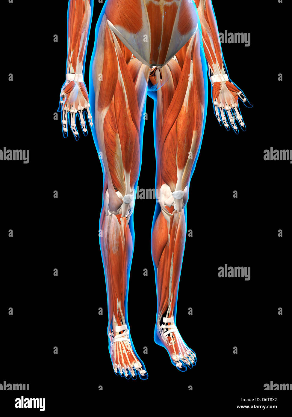 Hips femmina gamba anatomia del muscolo in blu X-Ray schema colori in 3D al computer illustrazione generati su sfondo nero Foto Stock