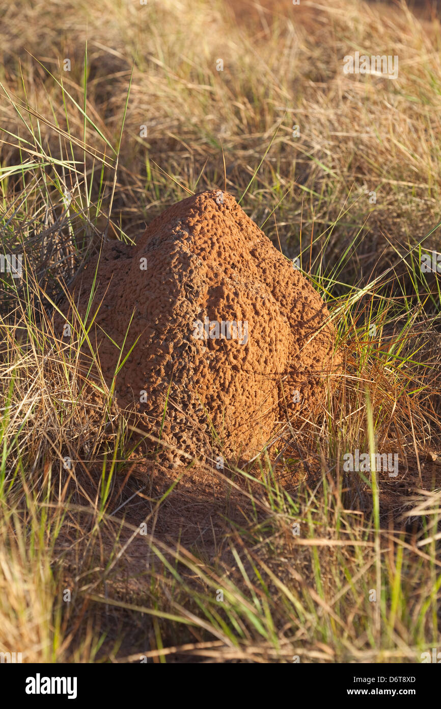Termite Mound. Karanambu Ranch. Praterie di Savannah. Rupununi; Guyana. Fonte di cibo per Formichieri Giganti (Myrmecophaga tridactyla) Foto Stock