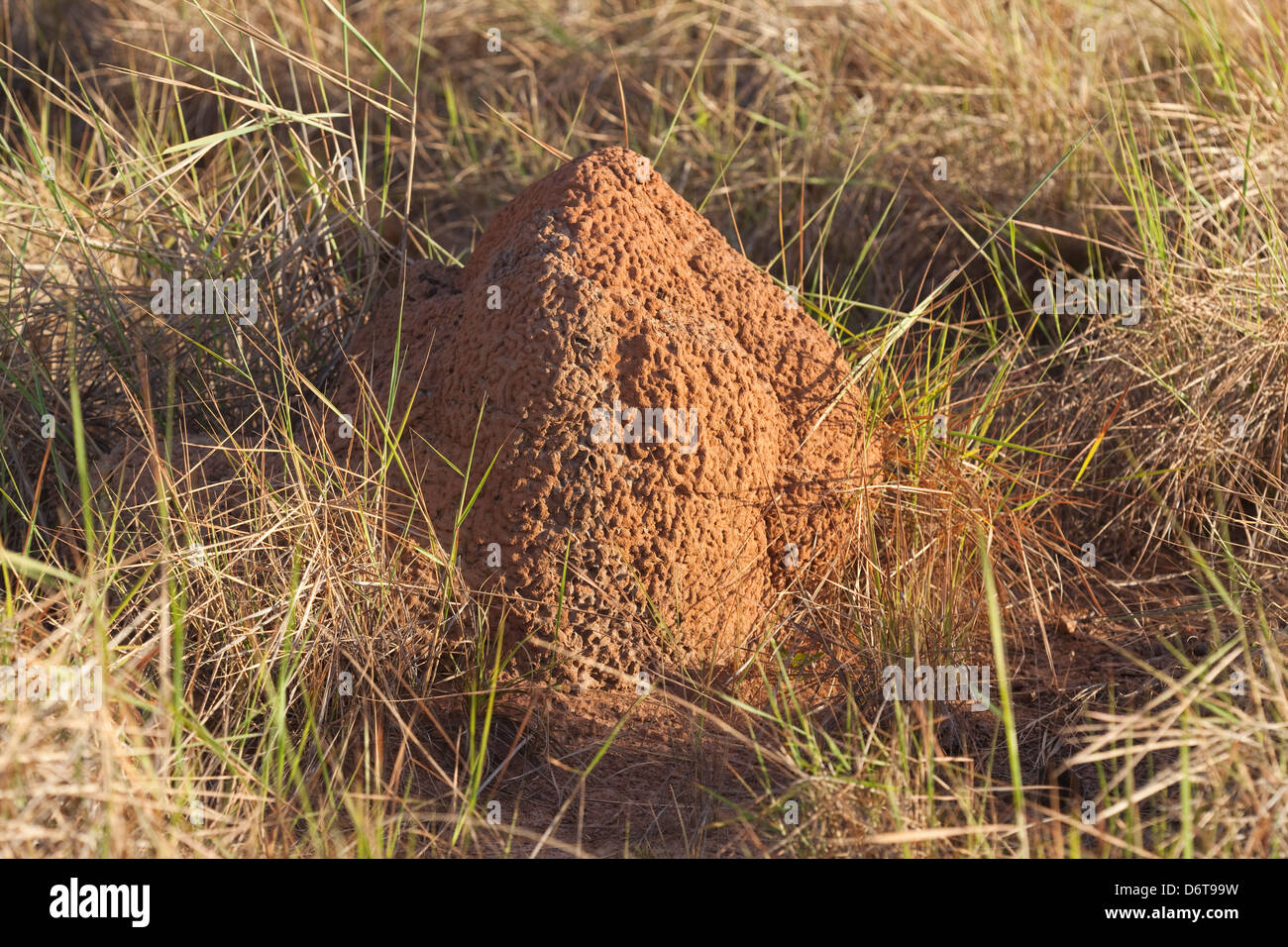 Termite Mound. Karanambu Ranch. Praterie di Savannah. Rupununi; Guyana. Fonte di cibo per Formichieri Giganti (Myrmecophaga tridactyla) Foto Stock