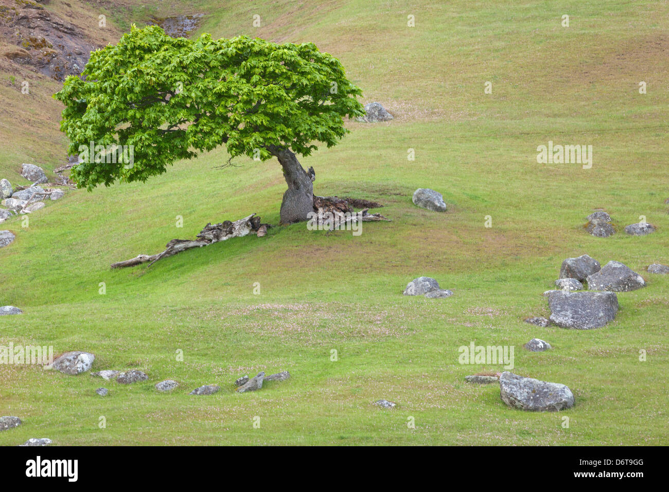 Stati Uniti d'America, nello Stato di Washington, San Juan Islands, Spieden Isola, paesaggio con albero di Acero Foto Stock