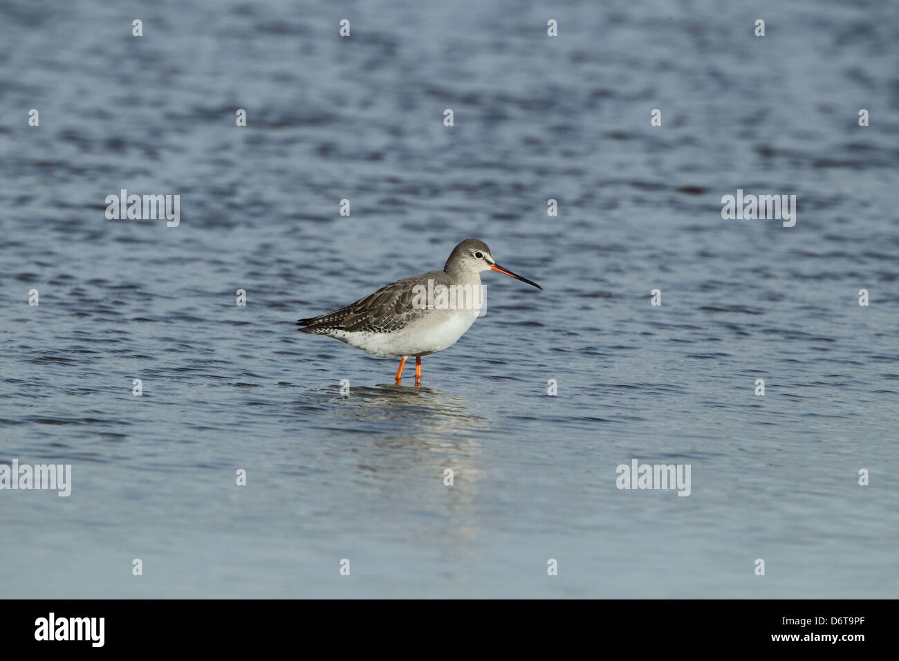 Spotted Redshank Tringa erythropus adulto piumaggio invernale in piedi in acqua Brownsea Island il porto di Poole Dorset Inghilterra Marzo Foto Stock Spotted Redshank Tringa erythropus adulto piumaggio invernale in piedi in acqua Brownsea Island il porto di Poole Dorset Inghilterra Marzo Foto Stock