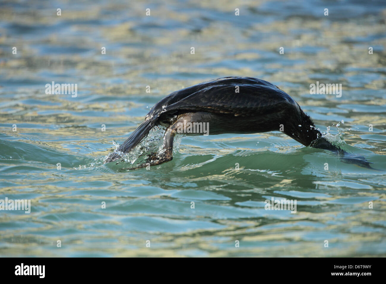 Marangone dal Ciuffo Phalacrocorax aristotelis adulto non-allevamento piumaggio immersioni dalla superficie del mare del porto di Poole Dorset Inghilterra Marzo Foto Stock Marangone dal Ciuffo Phalacrocorax aristotelis adulto non-allevamento piumaggio immersioni dalla superficie del mare del porto di Poole Dorset Inghilterra Marzo Foto Stock