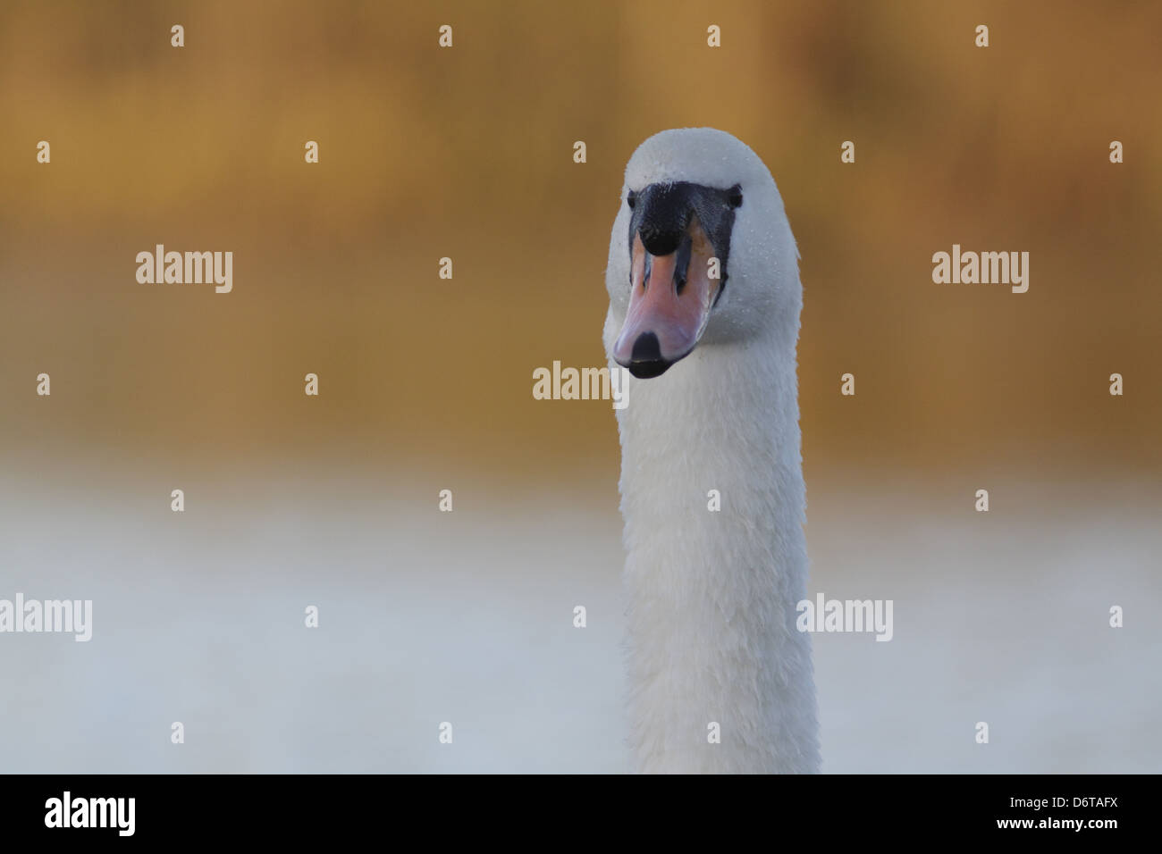 Cigno (Cygnus olor) adulto, close-up della testa e del collo, in corrispondenza del bordo del lago, West Yorkshire, Inghilterra, Novembre Foto Stock