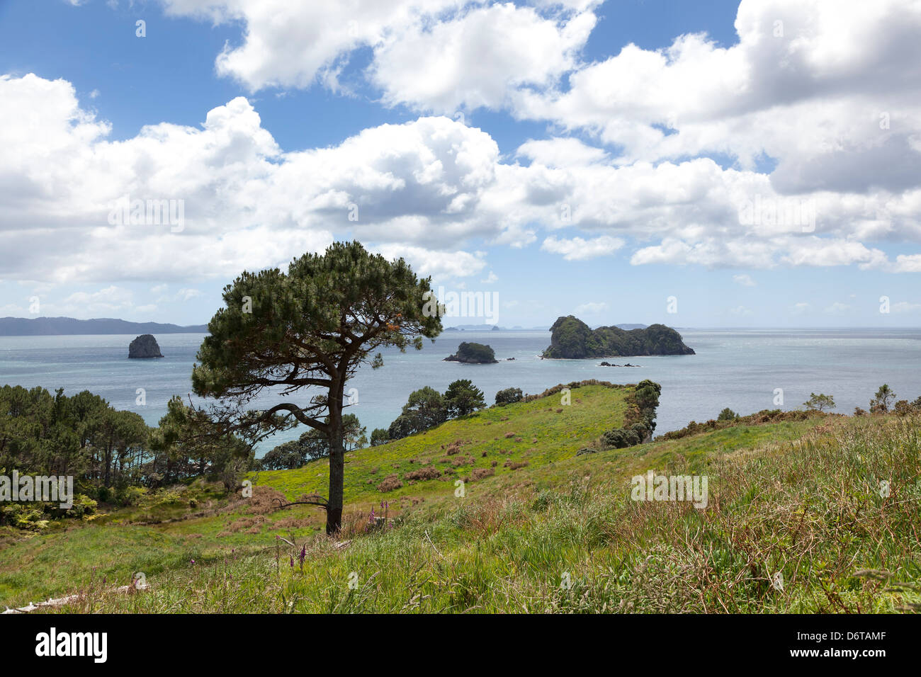 Vista da Cove della cattedrale percorso, Coromandel,vicino Hahei, isola settentrionale,Nuova Zelanda Foto Stock