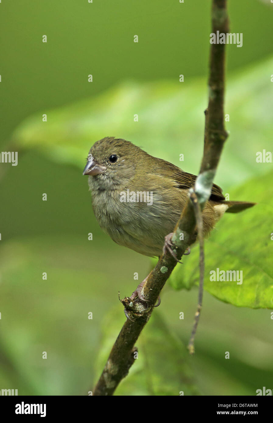 Nero-di fronte Grassquit Tiaris bicolor omissus femmina adulta appollaiato sul ramo Fond Doux Plantation Santa Lucia Isole Sopravento Foto Stock