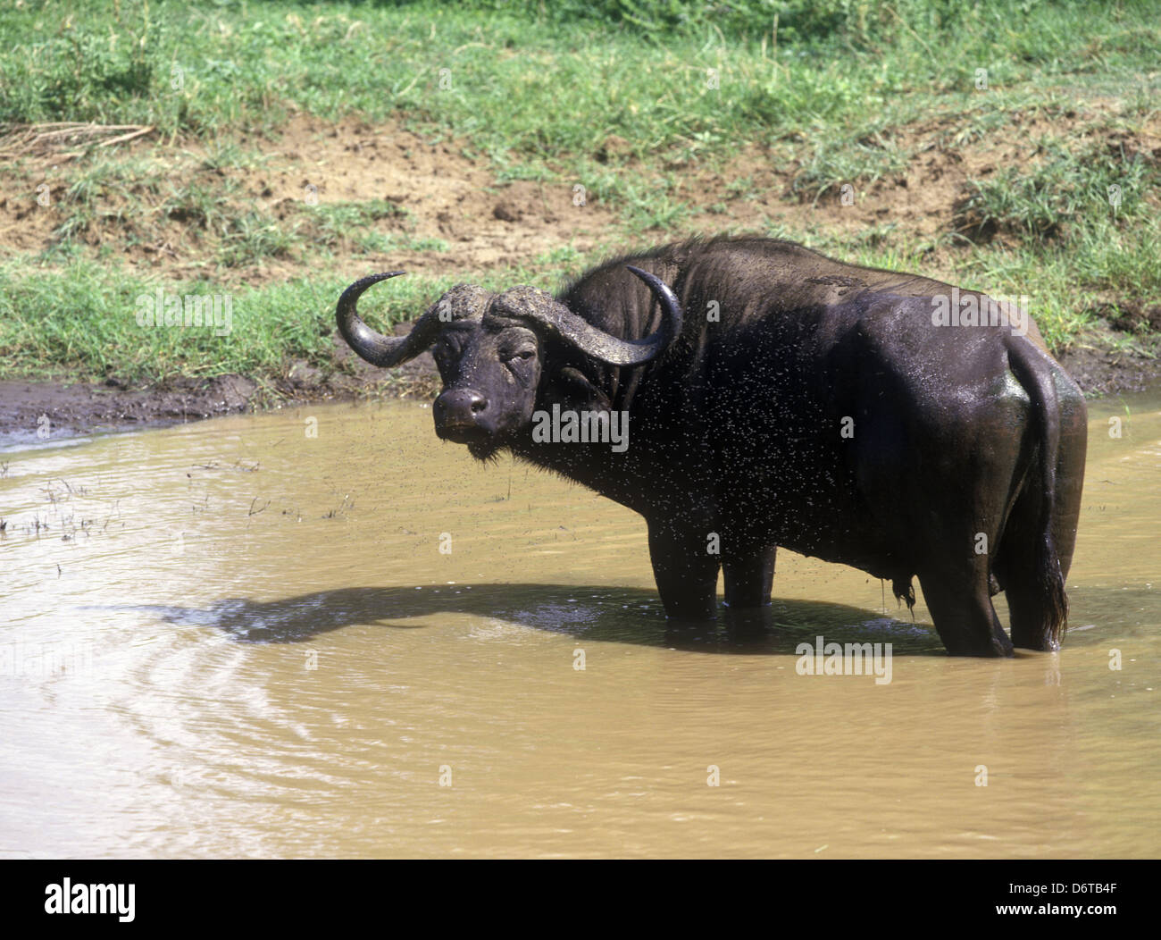 African Buffalo (Syncerus caffer) Bull al foro di acqua/ circondato da mosche Foto Stock