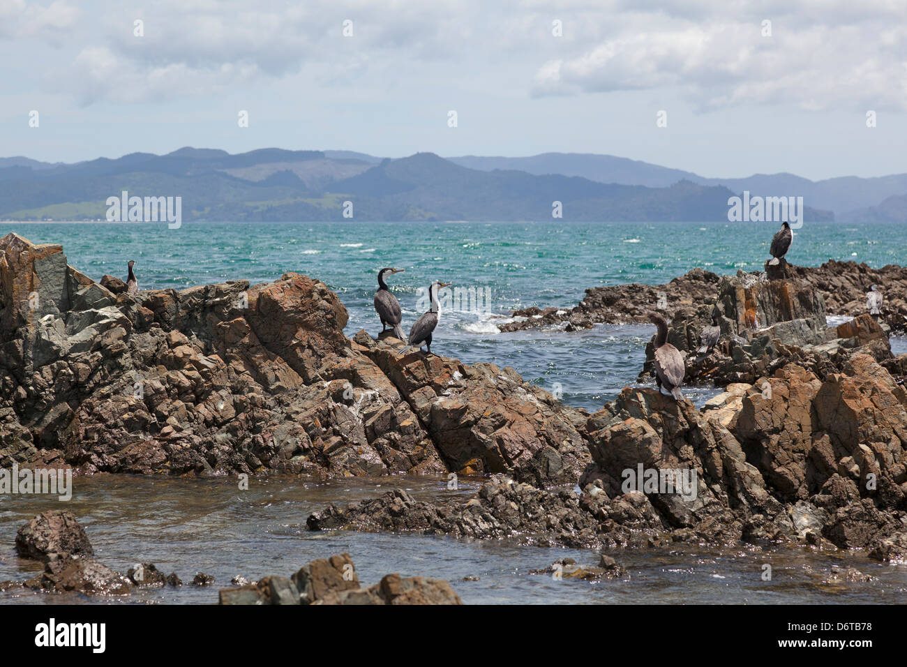 Cormorani presso il Rocks in Kuaotunu, Coromandel, Nuova Zelanda Foto Stock
