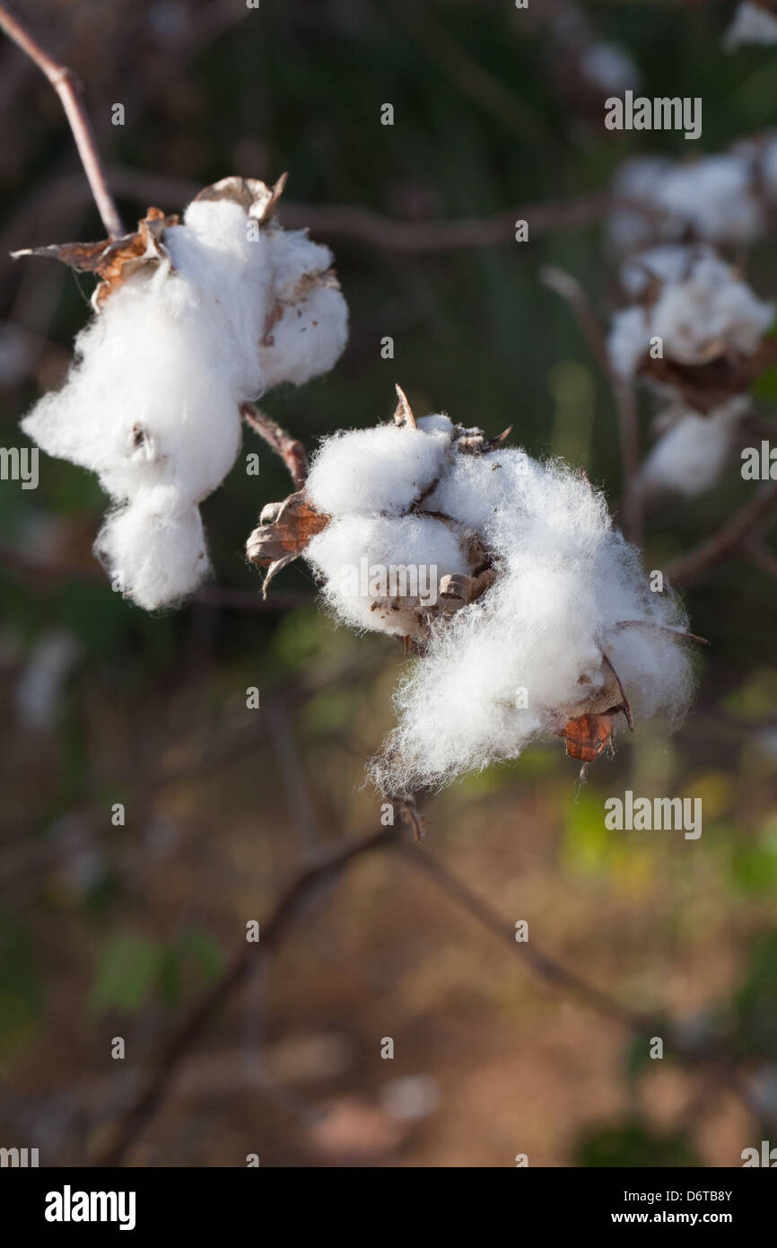 Il cotone bolls ancora attaccato ad un arbusto (Gossypium sp. ) Giardino coltivato plot, Karanambu, Rupununi, Guyana. Foto Stock