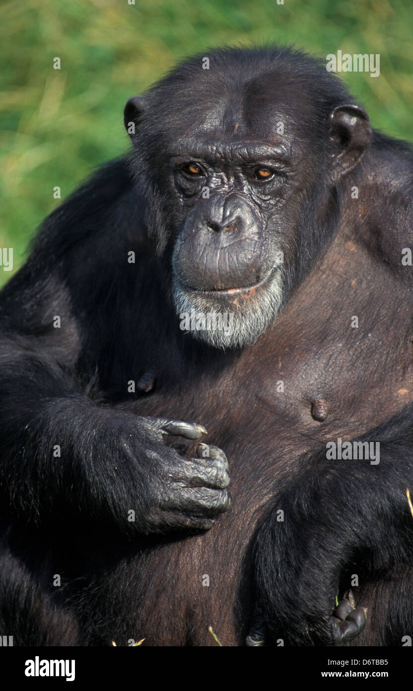 Uno scimpanzé (Pan troglodytes) testa di adulto Foto Stock