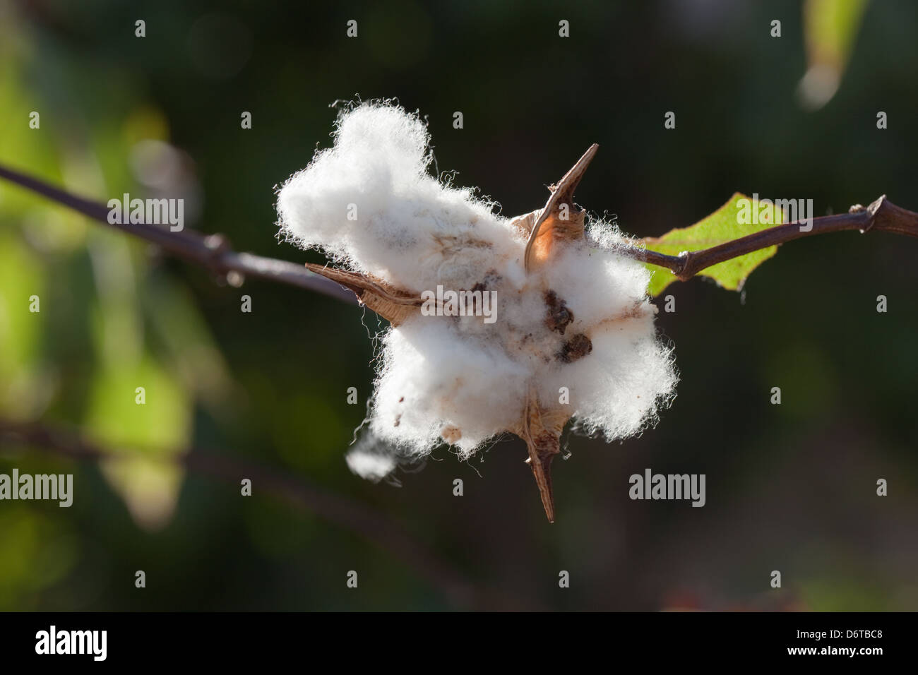 Il cotone boll ancora attaccato ad un arbusto (Gossypium sp. ) Giardino coltivato plot, Karanambu, Rupununi, Guyana. Foto Stock