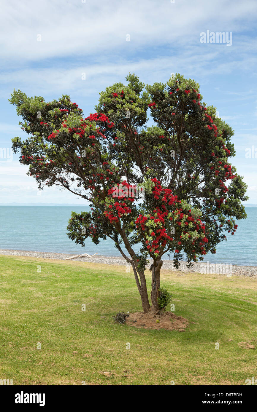 Albero Pohutukawa, Nuova Zelanda Foto Stock