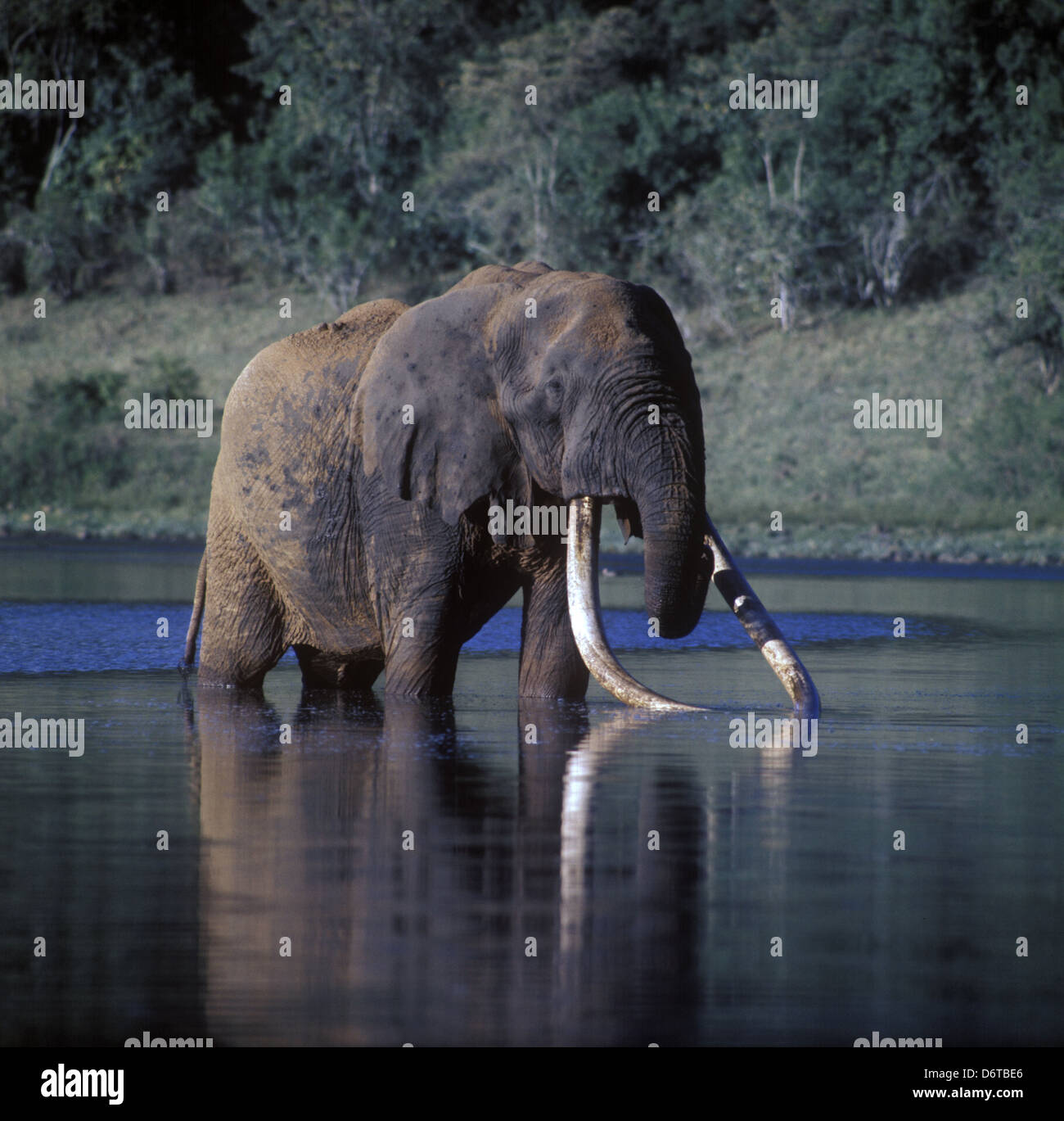 Elephant-African (Loxodonta africana) Grande elefante di Marsabit in piedi in acqua di bere Foto Stock