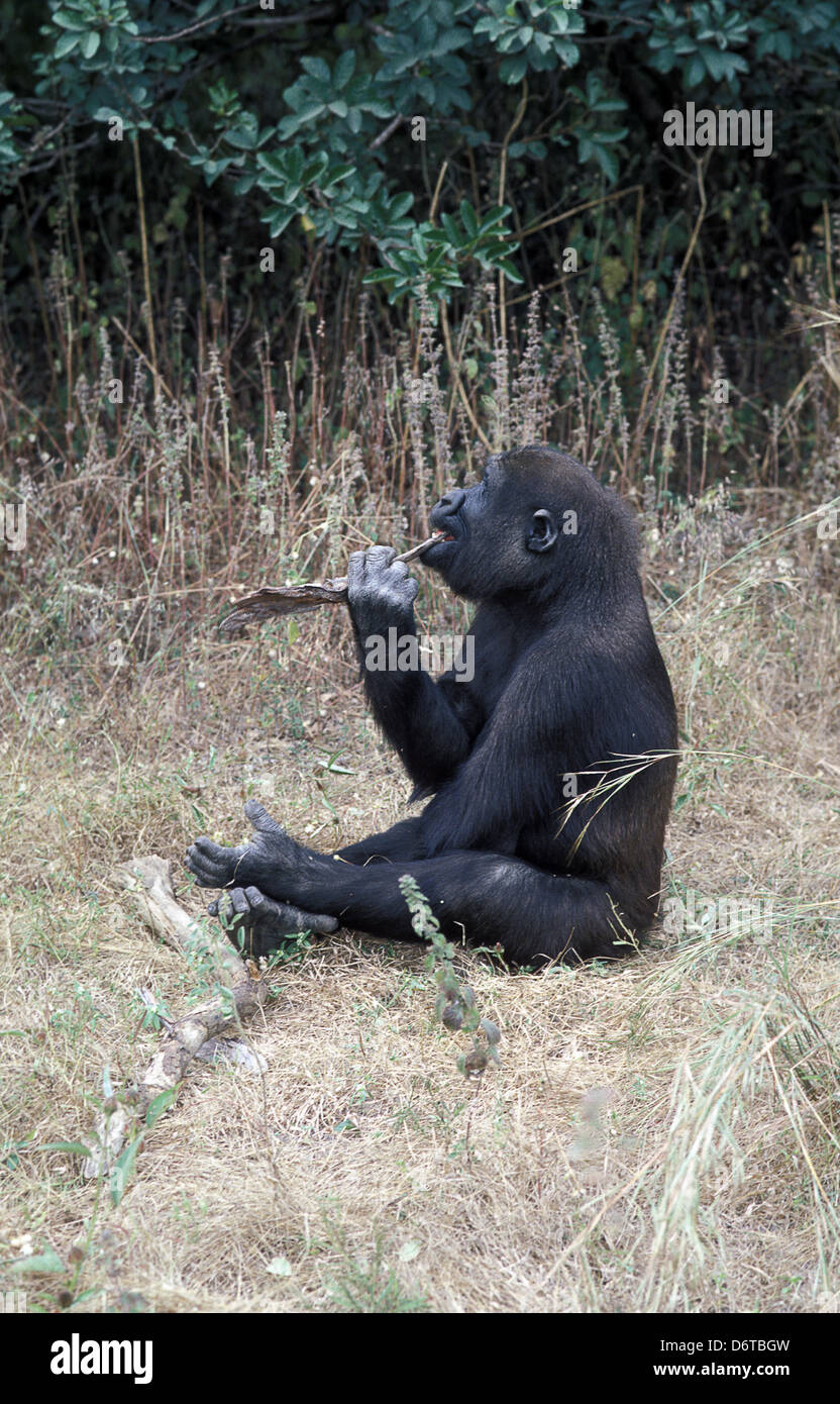 Pianura occidentale (Gorilla Gorilla gorilla g) la pulizia dei denti con bastone. Foto Stock