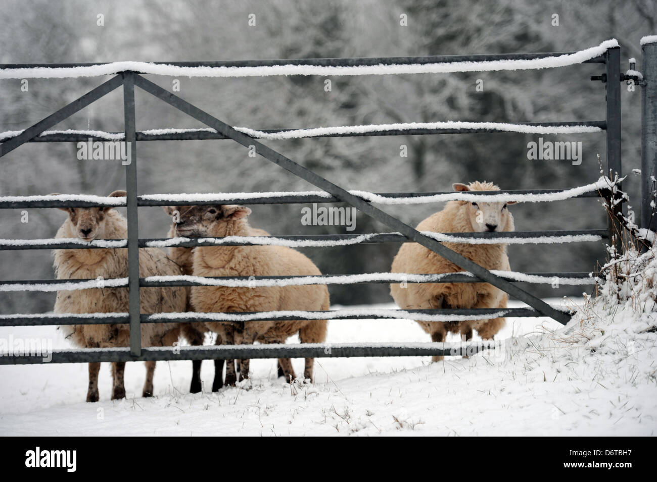 Il ricovero di pecore da una porta di metallo in caso di neve GLOUCESTERSHIRE REGNO UNITO Foto Stock