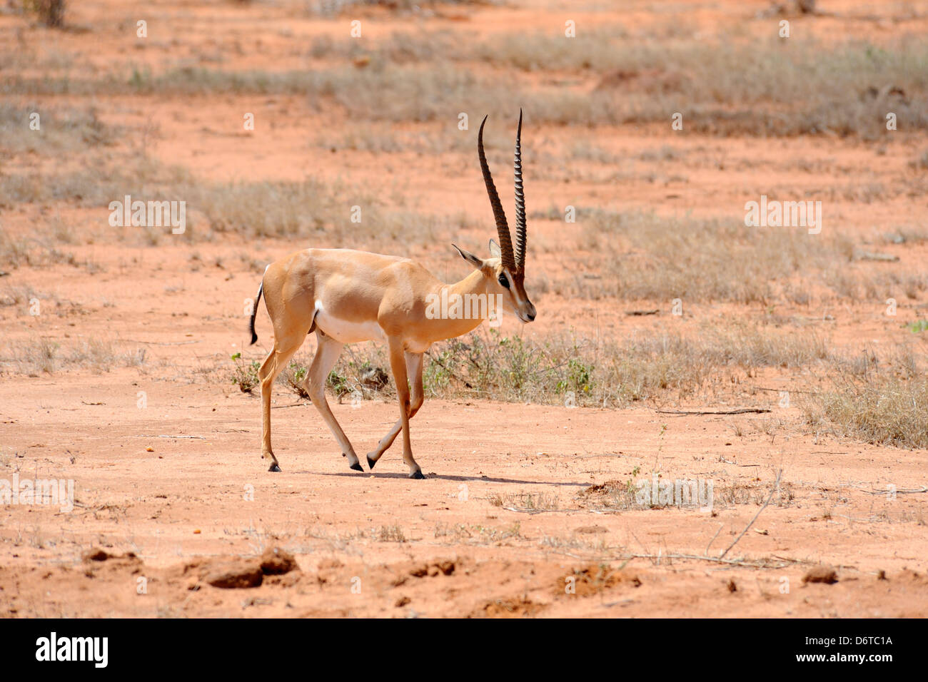 Grant's gazelle nel parco nazionale orientale di Tsavo, Kenya, Africa orientale Foto Stock