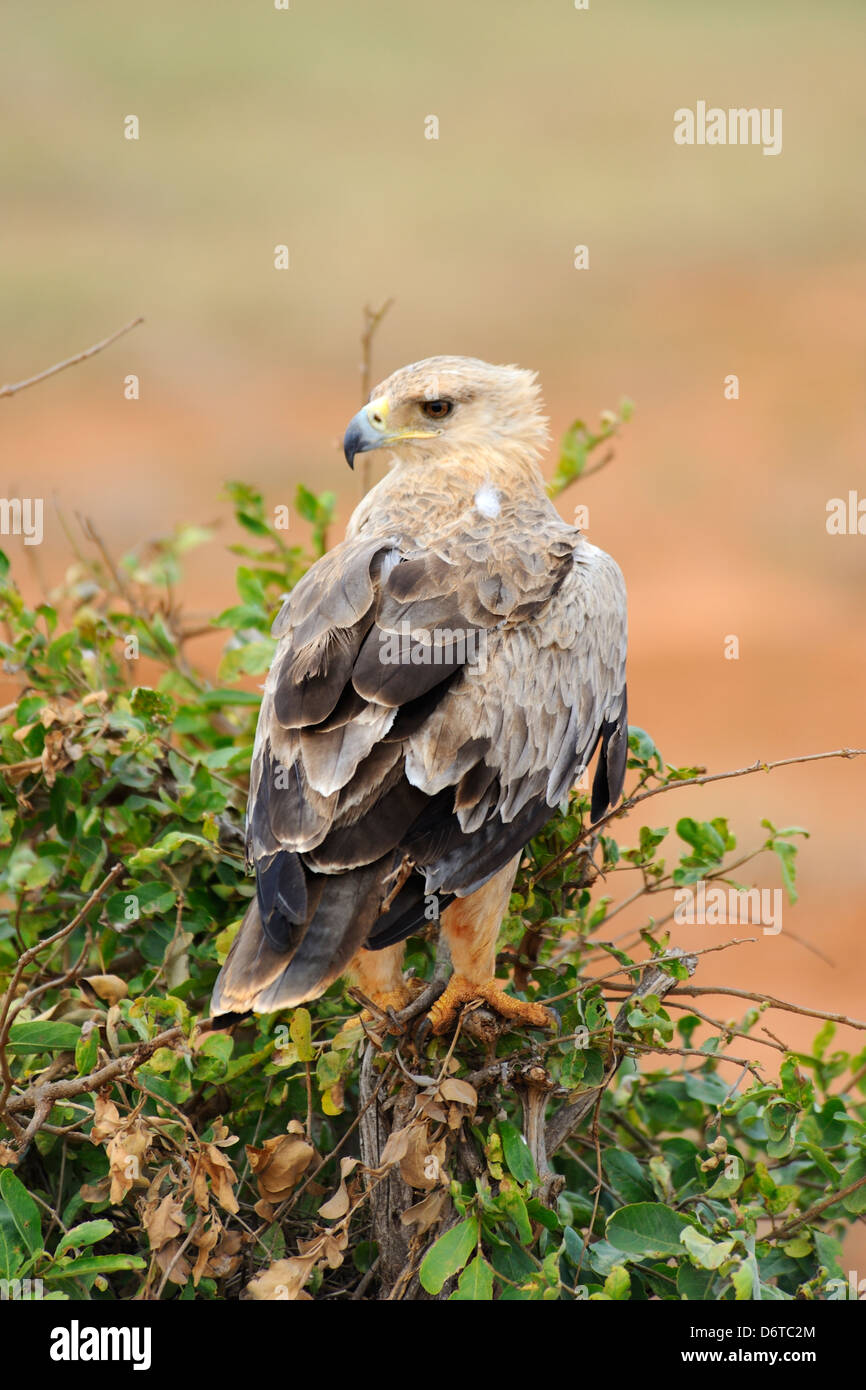 Bruno eagle nel parco nazionale orientale di Tsavo, Kenya, Africa orientale Foto Stock