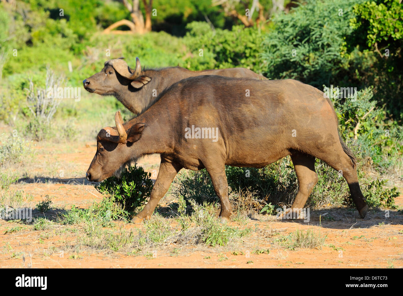 Bufalo africano nel parco nazionale orientale di Tsavo, Kenya, Africa orientale Foto Stock