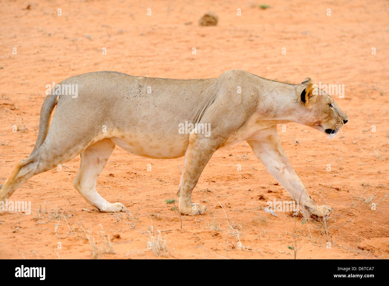 Leone femmina nel parco nazionale orientale di Tsavo, Kenya, Africa orientale Foto Stock