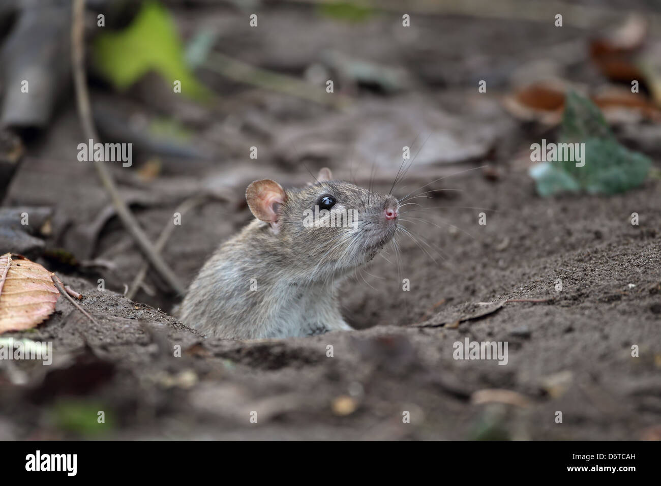 Brown Rat Rattus norvegicus adulto guardando fuori dal foro Strumpshaw Fen RSPB riserva fiume y vengono le Broads N.P. Norfolk Inghilterra Foto Stock