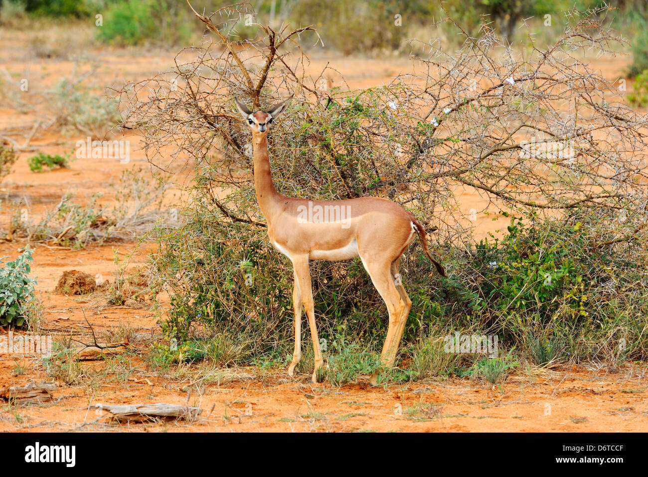Gerenuk nel parco nazionale orientale di Tsavo, Kenya, Africa orientale Foto Stock