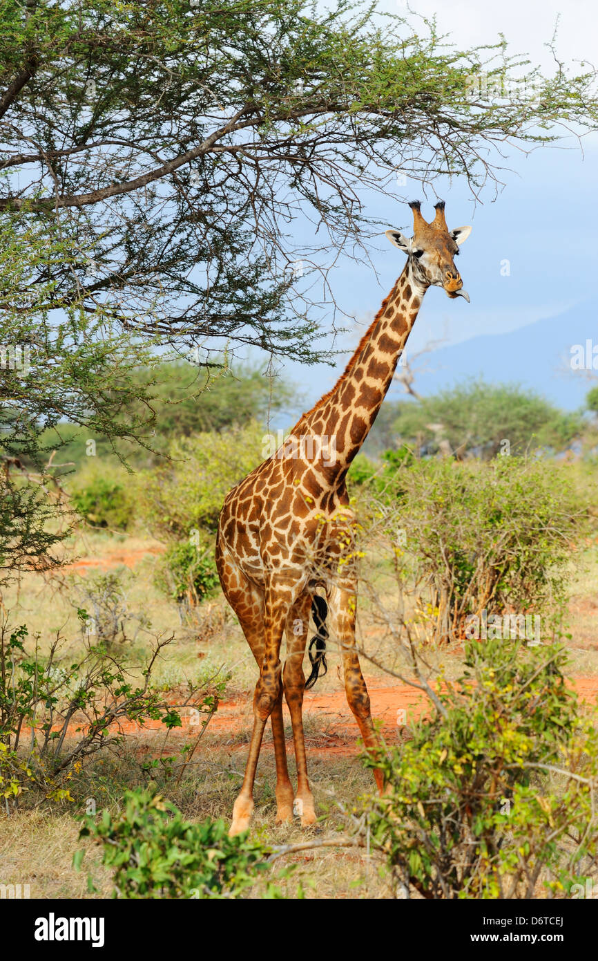 La giraffa nel parco nazionale orientale di Tsavo, Kenya, Africa orientale Foto Stock